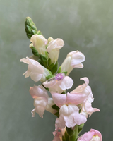 SGS Jewellery - Trio Ring